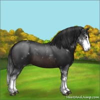 Horse Color:Brown Sabino 