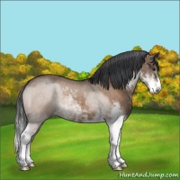 Horse Color:Brown Dun Sabino