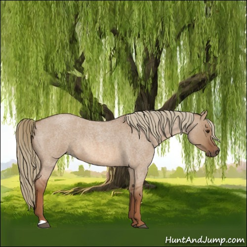 Horse Color:Red Dun Roan 