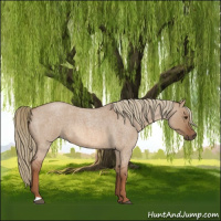 Horse Color:Red Dun Roan 