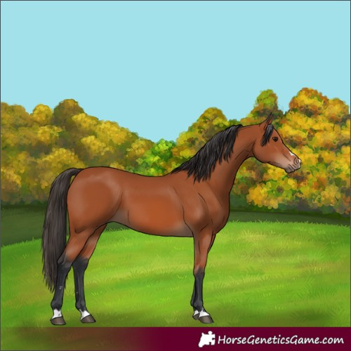 Horse Color:Bay 