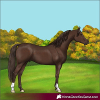 Horse Color:Liver Chestnut 