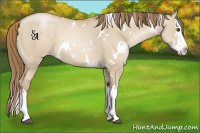 Horse Color:White Spotted Grullo Pearl Splash 