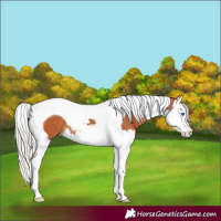 Horse Color:Silver Bay Splash Tobiano