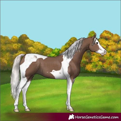 Horse Color:Silver Black Splash Tobiano 