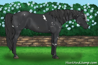 Horse Color:White Spotted Black Rabicano 