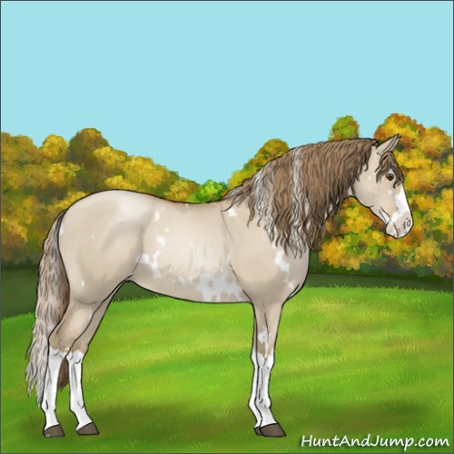 Horse Color:White Spotted Grullo Pearl Splash