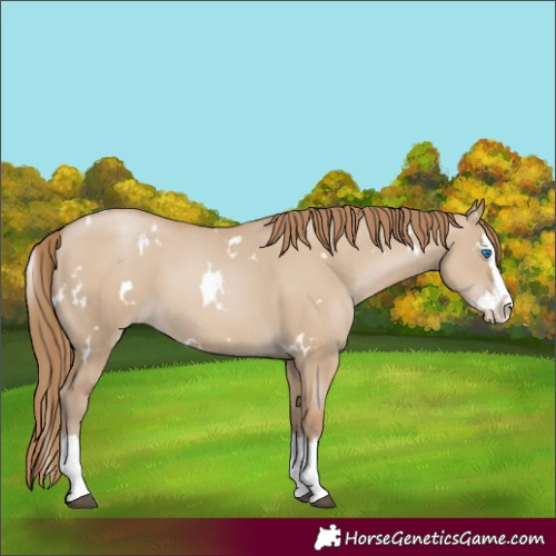Horse Color:White Spotted Grullo Pearl Splash 