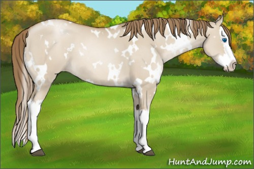 Horse Color:White Spotted Grullo Pearl Splash 