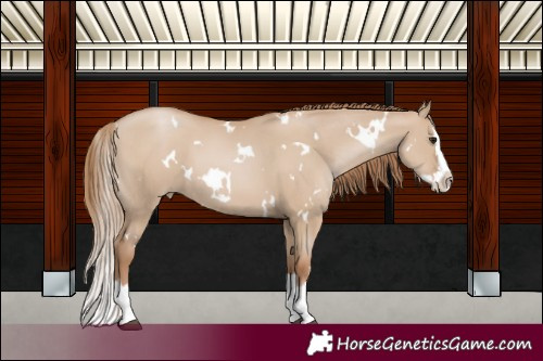 Horse Color:White Spotted Grullo Pearl Splash