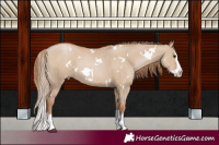 Horse Color:White Spotted Grullo Pearl Splash