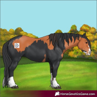 Horse Color:Bay  and Black Splash 