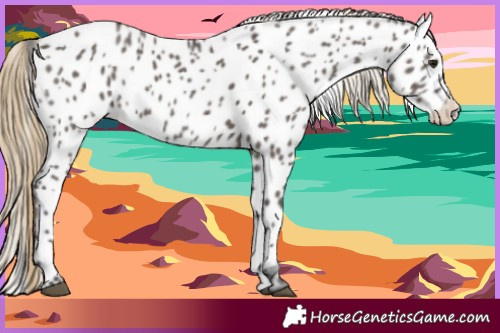 Horse Color:Smoky Grullo Appaloosa 