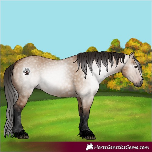 Horse Color:Gray Bay Dun