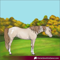 Horse Color:White Spotted Grullo Pearl Splash