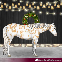 Horse Color:Palomino Dun Splash Appaloosa 