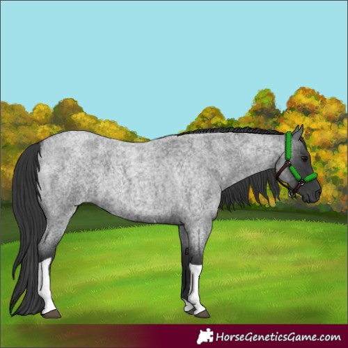 Horse Color:Blue Roan Tobiano 