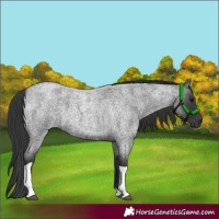 Horse Color:Blue Roan Tobiano 