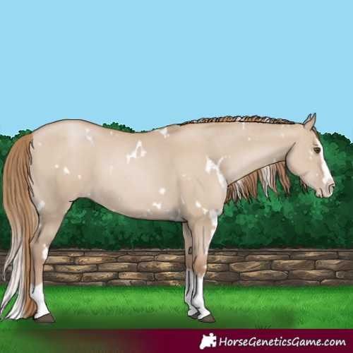 Horse Color:White Spotted Grullo Pearl Splash