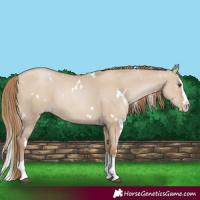Horse Color:White Spotted Grullo Pearl Splash 