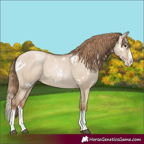 Horse Color:White Spotted Grullo Pearl Splash 