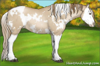 Horse Color:White Spotted Grullo Pearl Splash 