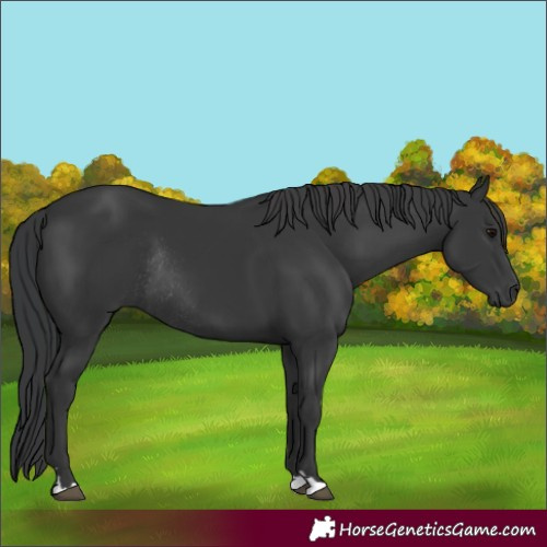 Horse Color:Black Rabicano 