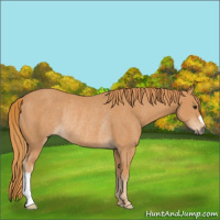Horse Color:Chestnut Rabicano 