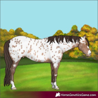 Horse Color:Sable Champagne Near Leopard