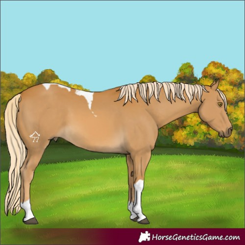 Horse Color:Palomino Tobiano 
