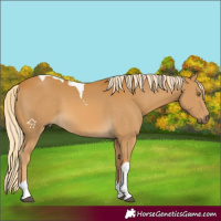 Horse Color:Palomino Tobiano 