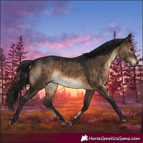 Horse Color:Gray Brown Dun Sabino Brindle 