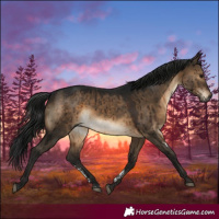 Horse Color:Gray Brown Dun Sabino Brindle 