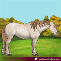 Horse Color:White Spotted Grullo Pearl Splash 