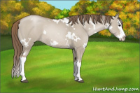 Horse Color:White Spotted Grullo Pearl Splash 