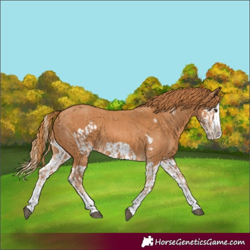 Horse Color:Chestnut Splash Frame  and Chestnut Splash Frame 
