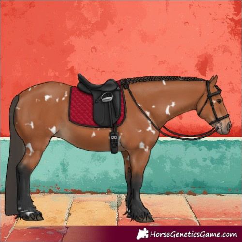 Horse Color:White Spotted Bay 