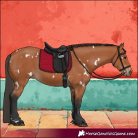 Horse Color:White Spotted Bay 
