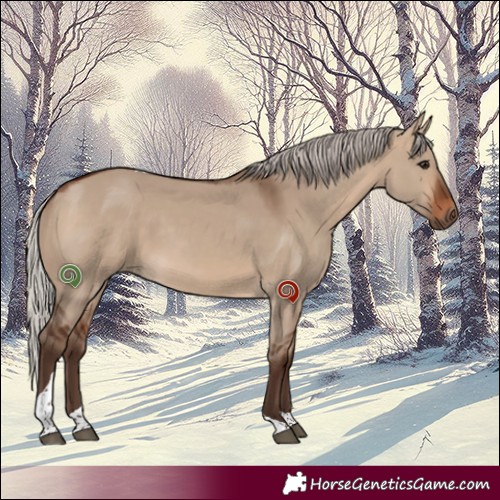 Horse Color:Silver Brown Dun Tobiano 