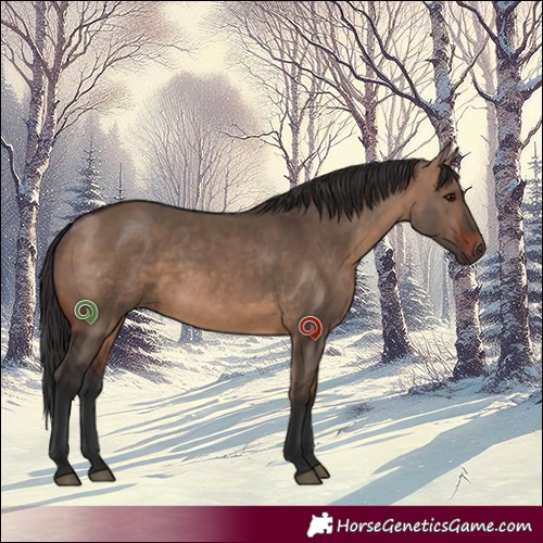 Horse Color:Brown Dun 