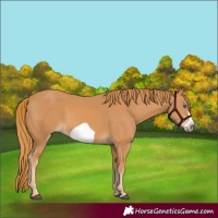 Horse Color:Chestnut Frame