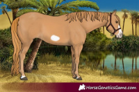 Horse Color:Chestnut Frame