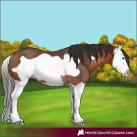 Horse Color:Bay Splash Frame Rabicano