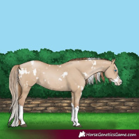 Horse Color:White Spotted Grullo Pearl Splash 
