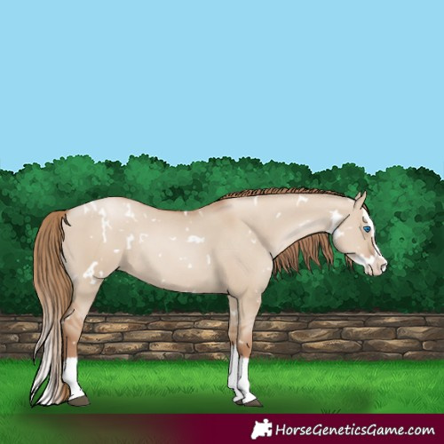 Horse Color:White Spotted Grullo Pearl Splash Rabicano