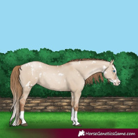 Horse Color:White Spotted Grullo Pearl Splash Rabicano 
