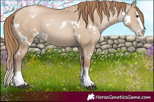 Horse Color:White Spotted Grullo Pearl Splash 