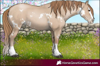 Horse Color:White Spotted Grullo Pearl Splash 