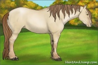 Horse Color:Liver Red Dun Pearl 