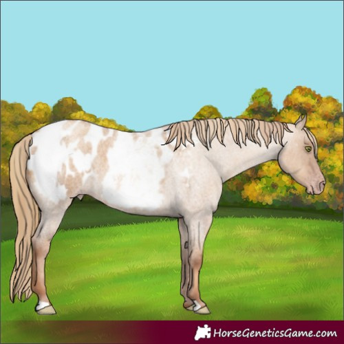 Horse Color:Gray Gold Champagne Roan Dun Appaloosa  and Gray Gold Champagne Roan Dun Appaloosa 